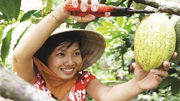  Ca cao Việt bắt đầu “hot”